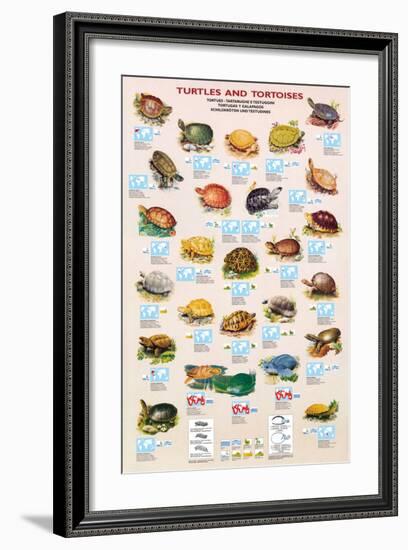 Turtles and Tortoises-null-Framed Art Print