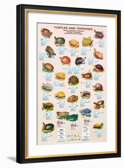 Turtles and Tortoises-null-Framed Art Print