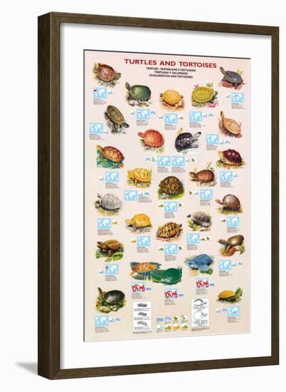 Turtles and Tortoises-null-Framed Art Print