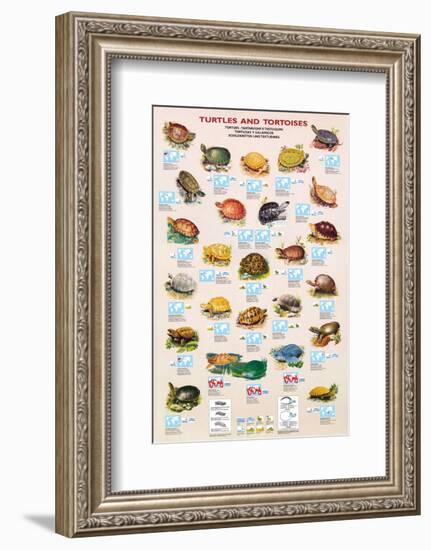 Turtles and Tortoises-null-Framed Art Print