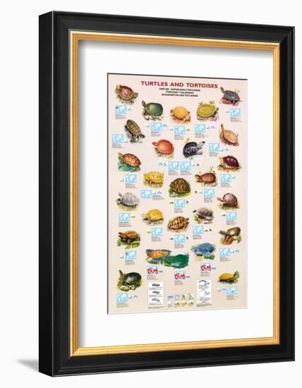 Turtles and Tortoises-null-Framed Art Print