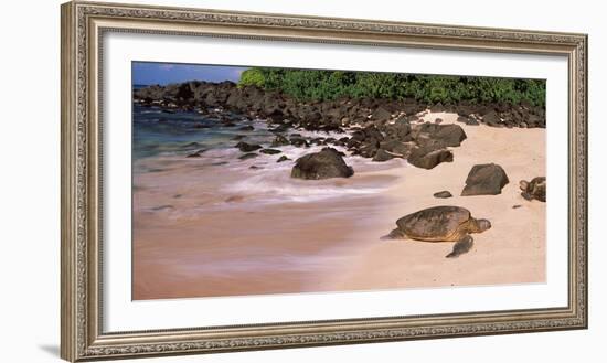 Turtles on the Beach, Oahu, Hawaii, USA-null-Framed Photographic Print