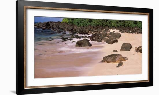 Turtles on the Beach, Oahu, Hawaii, USA-null-Framed Photographic Print