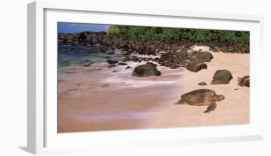 Turtles on the Beach, Oahu, Hawaii, USA-null-Framed Photographic Print