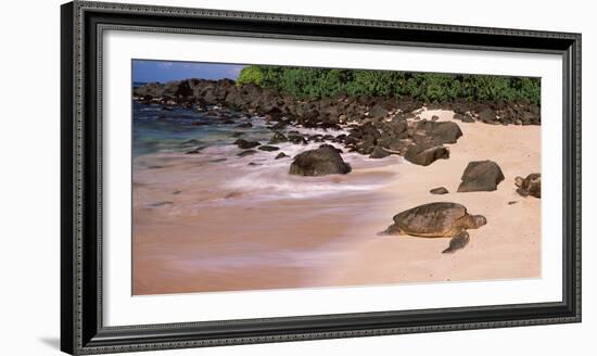 Turtles on the Beach, Oahu, Hawaii, USA-null-Framed Photographic Print