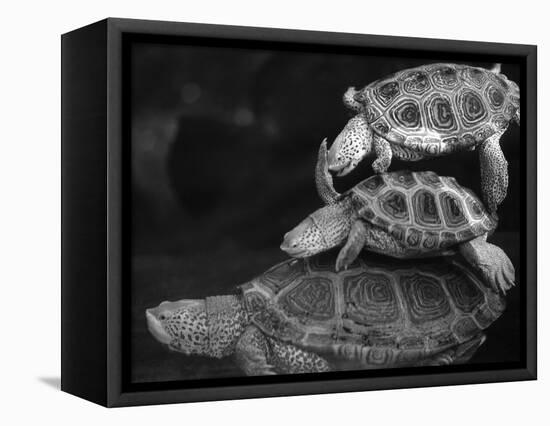 Turtles Underwater-Henry Horenstein-Framed Premier Image Canvas
