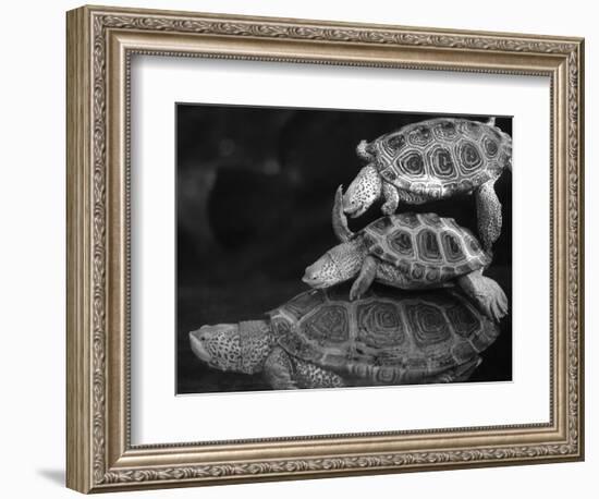 Turtles Underwater-Henry Horenstein-Framed Photographic Print