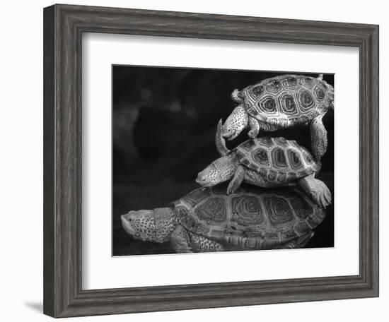 Turtles Underwater-Henry Horenstein-Framed Photographic Print