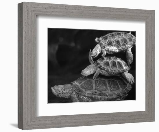 Turtles Underwater-Henry Horenstein-Framed Photographic Print