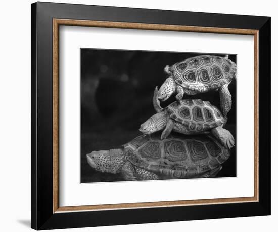 Turtles Underwater-Henry Horenstein-Framed Photographic Print