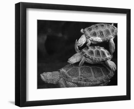 Turtles Underwater-Henry Horenstein-Framed Photographic Print