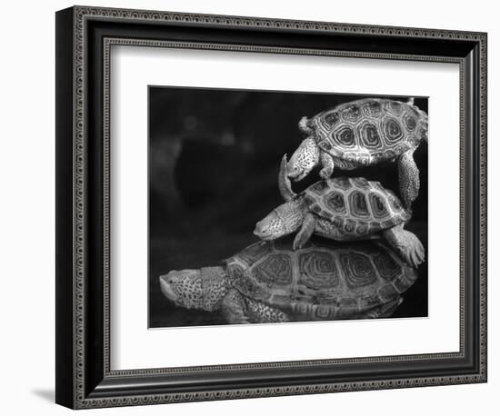 Turtles Underwater-Henry Horenstein-Framed Photographic Print