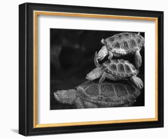 Turtles Underwater-Henry Horenstein-Framed Photographic Print