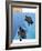 Turtles-Marie Sansone-Framed Giclee Print