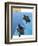 Turtles-Marie Sansone-Framed Giclee Print