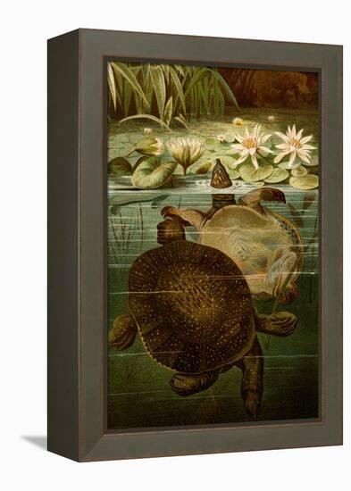 Turtles-F.W. Kuhnert-Framed Stretched Canvas