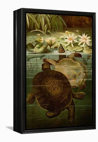 Turtles-F.W. Kuhnert-Framed Stretched Canvas