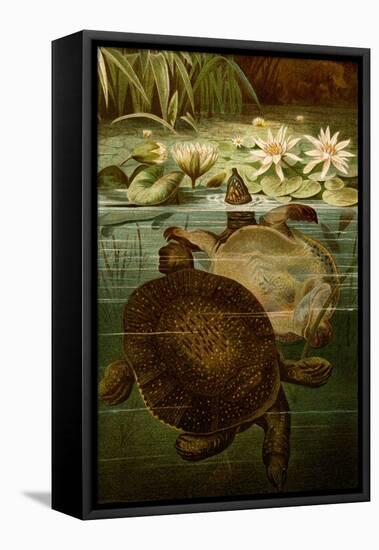 Turtles-F.W. Kuhnert-Framed Stretched Canvas