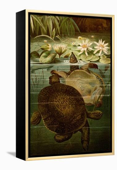 Turtles-F.W. Kuhnert-Framed Stretched Canvas