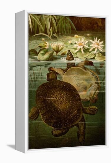 Turtles-F.W. Kuhnert-Framed Stretched Canvas