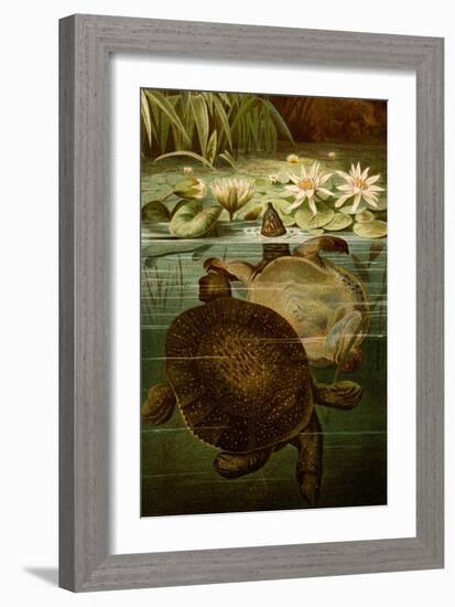 Turtles-F.W. Kuhnert-Framed Art Print