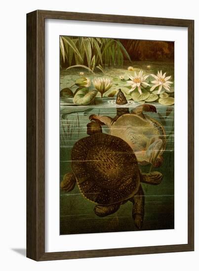 Turtles-F.W. Kuhnert-Framed Art Print