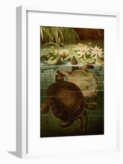 Turtles-F.W. Kuhnert-Framed Art Print