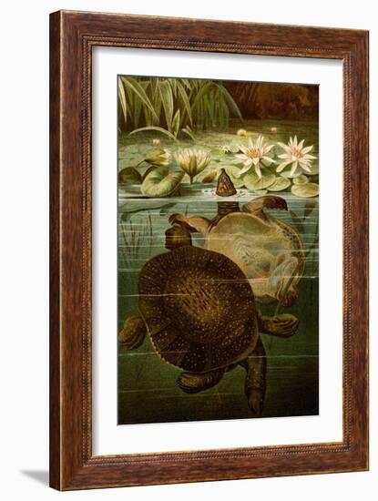 Turtles-F.W. Kuhnert-Framed Art Print