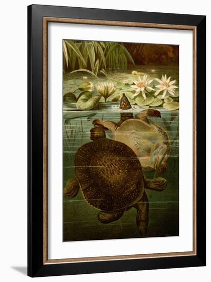 Turtles-F.W. Kuhnert-Framed Art Print