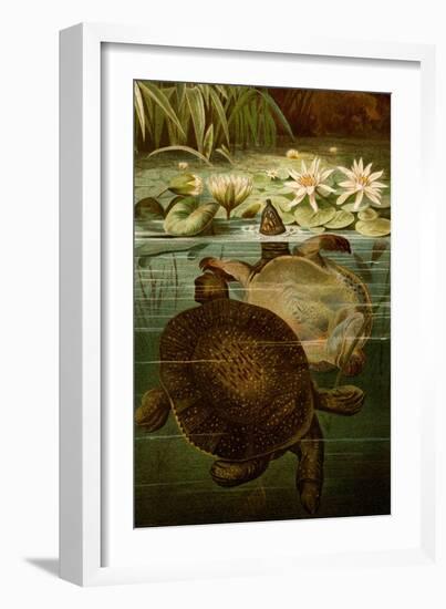 Turtles-F.W. Kuhnert-Framed Art Print