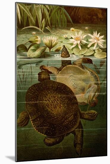 Turtles-F.W. Kuhnert-Mounted Art Print