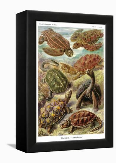 Turtles-Ernst Haeckel-Framed Stretched Canvas