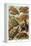 Turtles-Ernst Haeckel-Framed Stretched Canvas