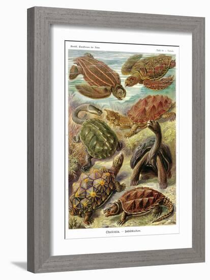 Turtles-Ernst Haeckel-Framed Art Print