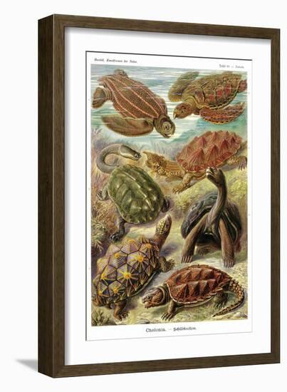 Turtles-Ernst Haeckel-Framed Art Print