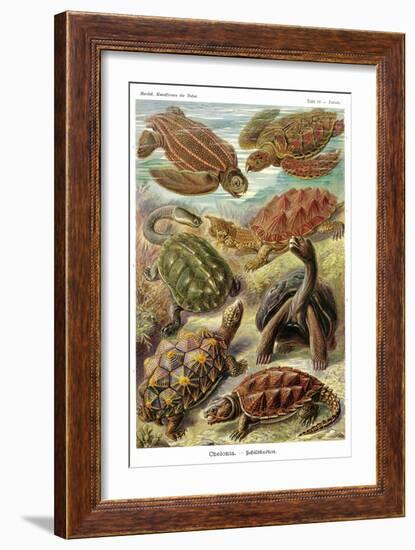 Turtles-Ernst Haeckel-Framed Art Print