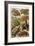 Turtles-Ernst Haeckel-Framed Art Print