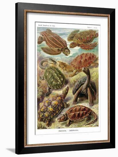 Turtles-Ernst Haeckel-Framed Art Print