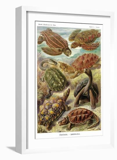 Turtles-Ernst Haeckel-Framed Art Print