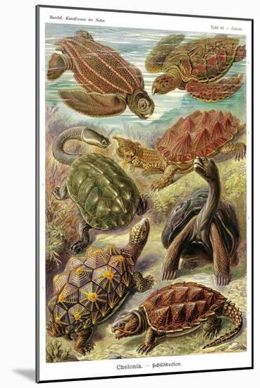 Turtles-Ernst Haeckel-Mounted Art Print