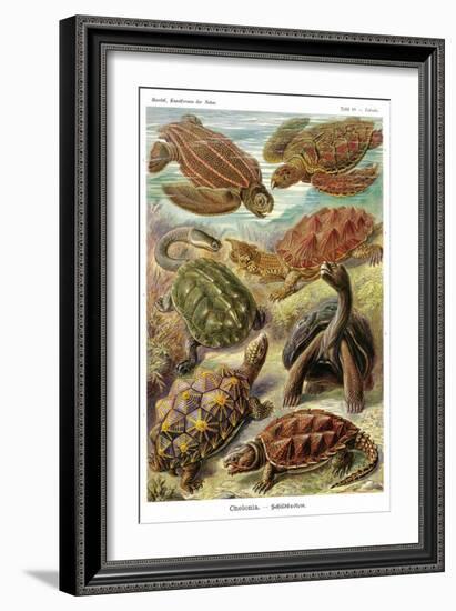 Turtles-Ernst Haeckel-Framed Art Print