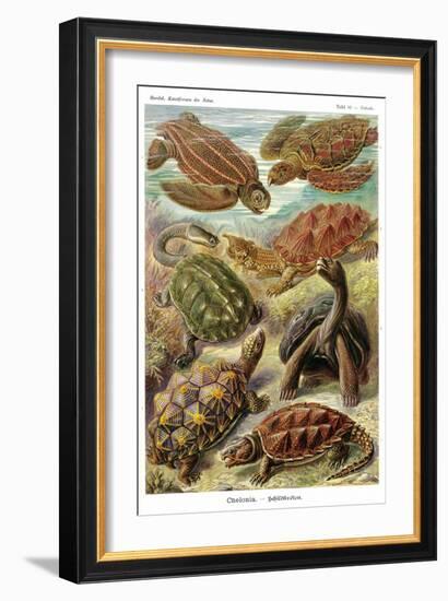 Turtles-Ernst Haeckel-Framed Art Print