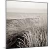 Tuscan Coast Dunes #2-Alan Blaustein-Mounted Photographic Print