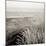Tuscan Coast Dunes #2-Alan Blaustein-Mounted Photographic Print