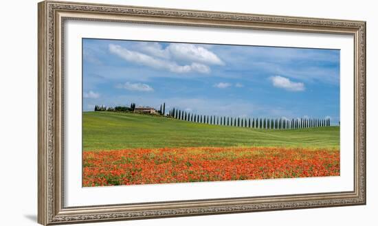 Tuscan cypress trees-Marco Carmassi-Framed Photographic Print