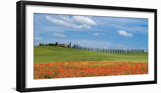 Tuscan cypress trees-Marco Carmassi-Framed Photographic Print