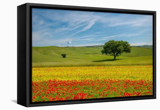 Tuscan field-Marco Carmassi-Framed Premier Image Canvas