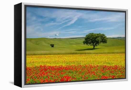 Tuscan field-Marco Carmassi-Framed Premier Image Canvas