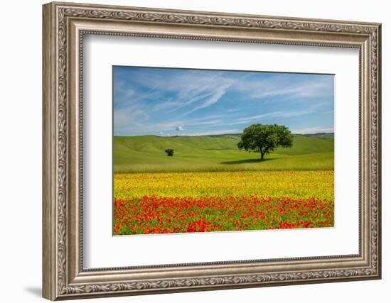 Tuscan field-Marco Carmassi-Framed Photographic Print