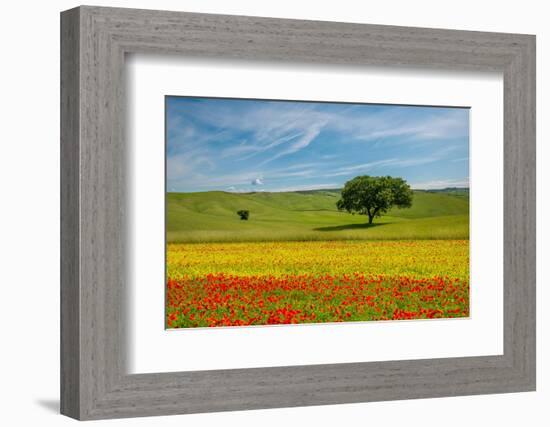 Tuscan field-Marco Carmassi-Framed Photographic Print